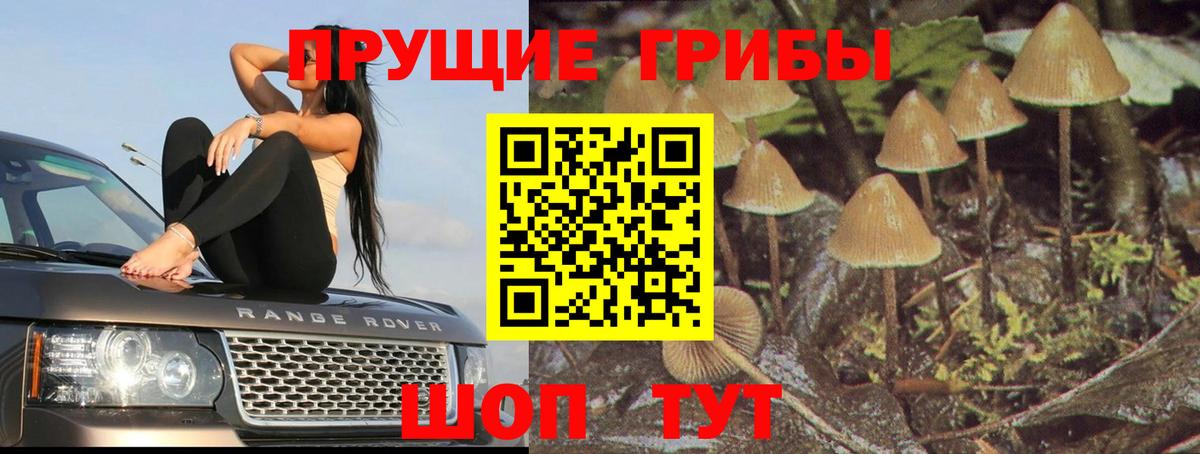 Галлюциногенные грибы прущие грибы Павлово